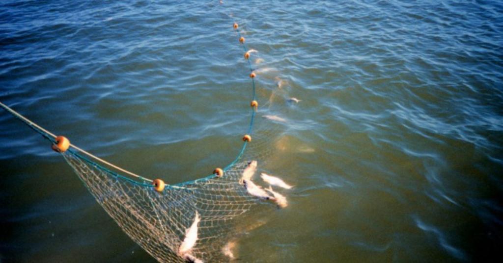 Рыболовная сеть с рыбой.