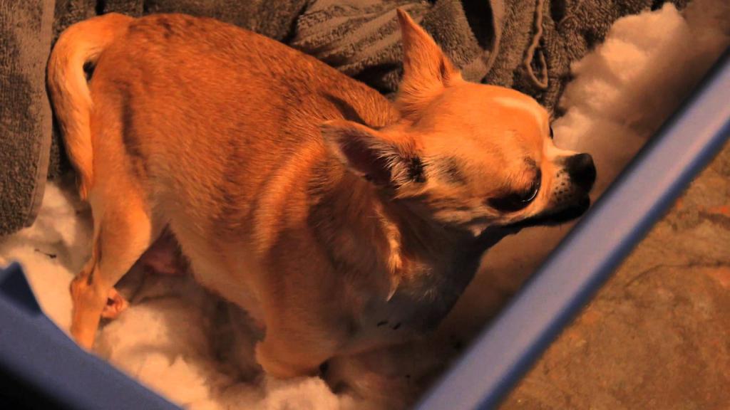 Беременную собаку тошнит перед родами thumbnail