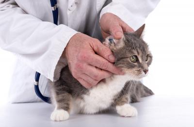 Ветеринарный осмотр кошки
