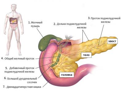 Роль поджелудочной железы организме thumbnail