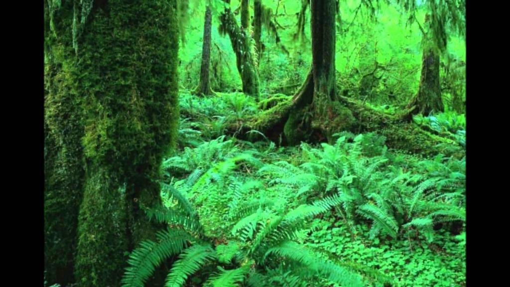 Что дает лес полезного для человека