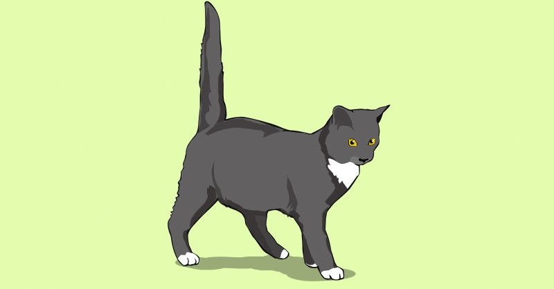 Почему кошки виляют хвостом. Виляние хвостом. Рисунок кота хвост верх. Кошка с поднятым хвостом рисунок. Картинка кошка виляет хвостом.