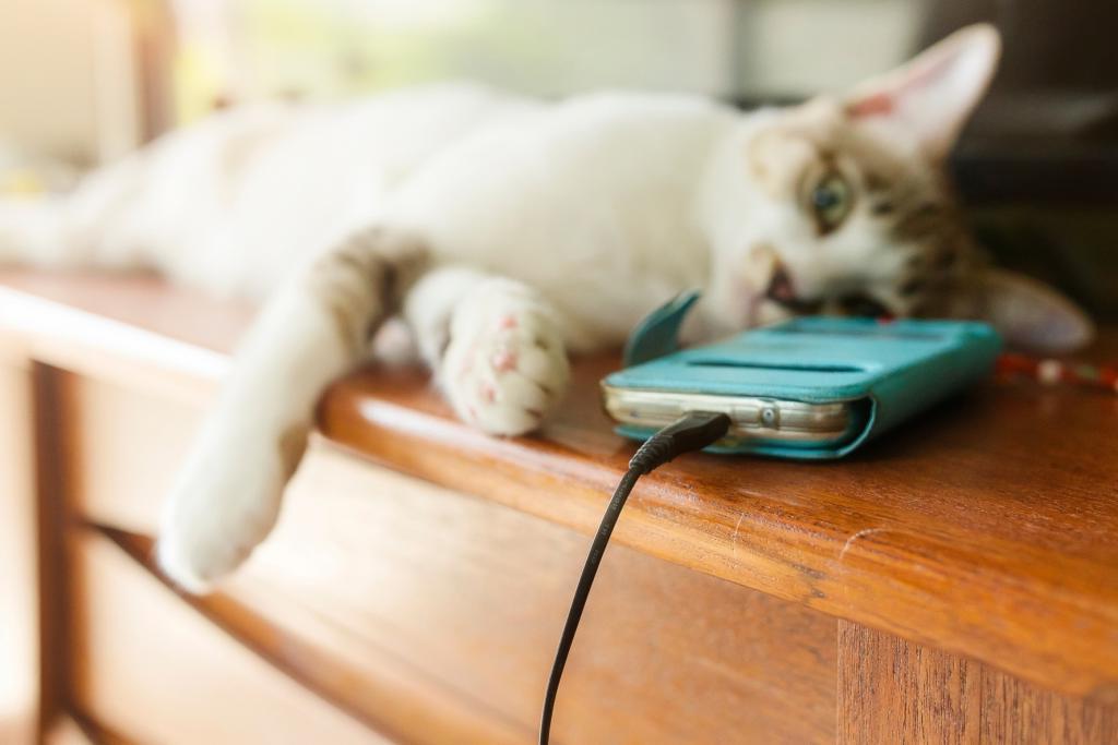Утерянный телефон домашнее. Коты с телефоном. Котик с домашним телефоном. Кот с телефоном в руках. Телефон на беззвучном.