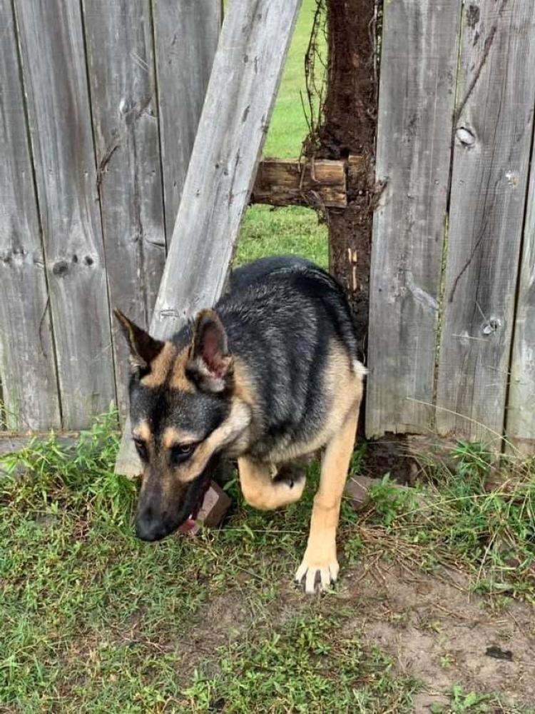 Соседская собака. Картинки с соседской собакой. Соседская собака агрессивная в заборе. Продам соседскую собаку.