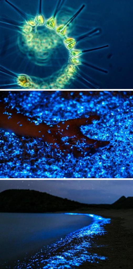 Фитопланктон в океане
