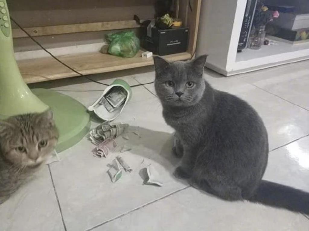 Разбитый кот. Кот разбил. Котенок разбил вазу. Кот разбил горшок. Кот уронил вазу.
