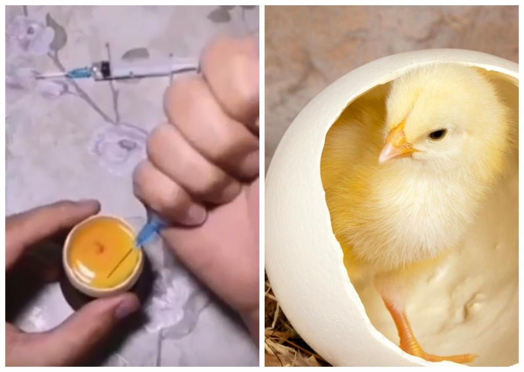 На какой день в яйце цыпленка. Цыпленок из яйца. Куриное яйцо с цыпленком. Цыпленок вылупился. Вылупившиеся цыплята.