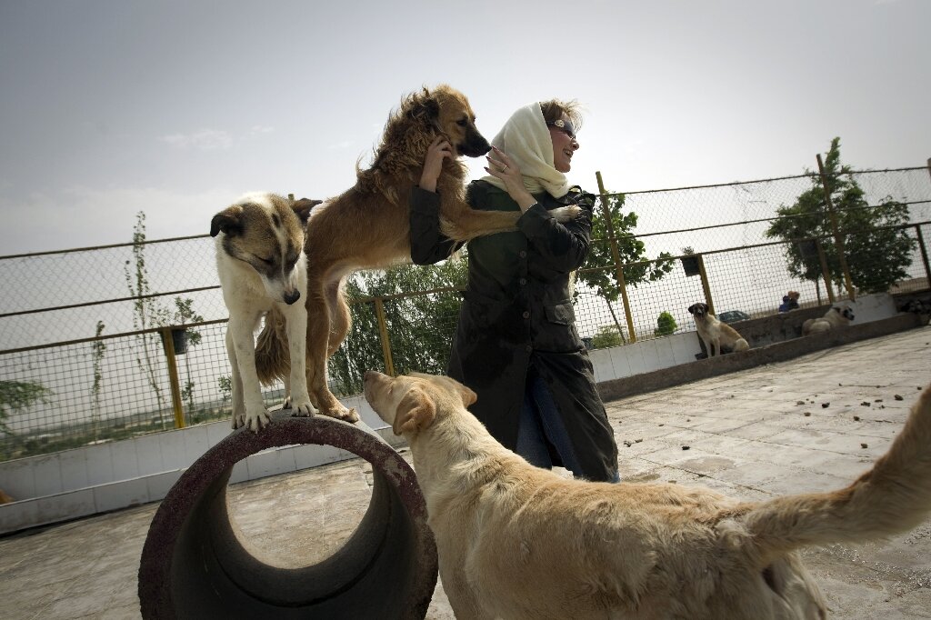 Собаки против людей. Собаки в Иране. Иранки с собаками. Домашние животные в Тегеране. Породы собак в Иране.