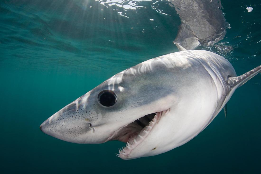 акула вид челюсть.