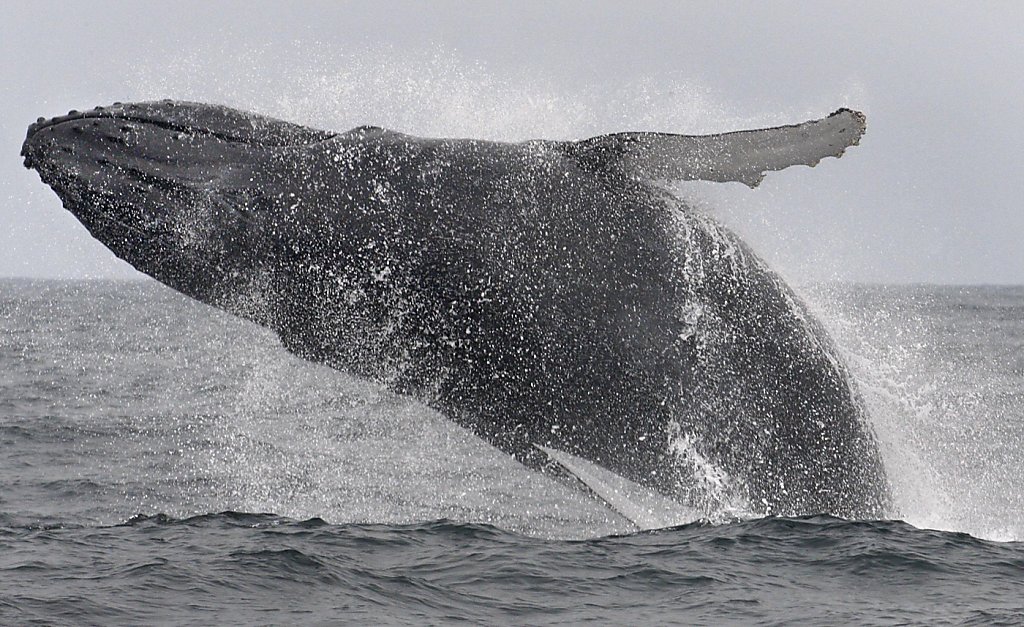 Серый кит Париж. Серый кит с теплоходом. Есть ли киты в черном море. Северное море киты