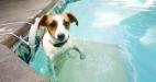 Как сделать бассейн для собаки