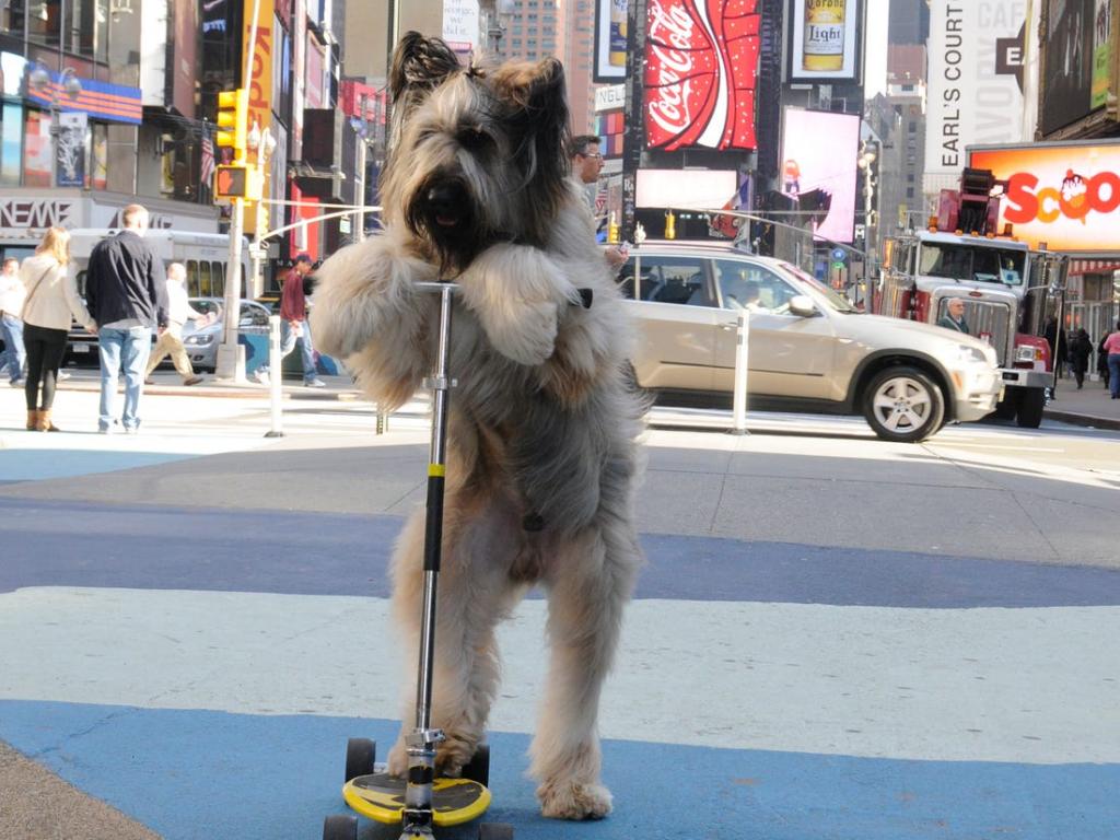 Мне подмигивает собака из проезжающего мимо трамвая. Рекорды животных. Самая громкая собака. Самая громкая собака в мире рекорд Гиннесса.