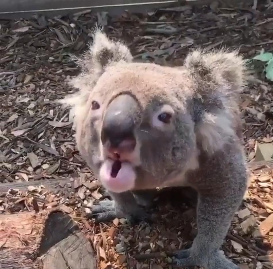 Мокрая коала почему нельзя