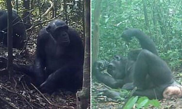 Шимпанзе подобрать прилагательное. Форма поведения обезьян. Человек наблюдает за обезьянами. Ученый наблюдает за обезьянами. Обезьяны за крипту.