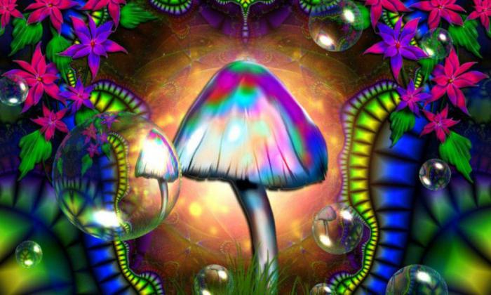 Польза ядовитых грибов в природе thumbnail