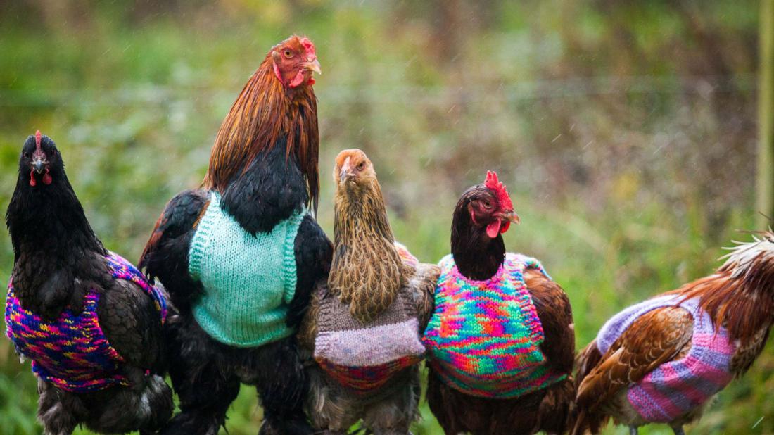 Кура 4 6. Разноцветные курицы. Три курицы. Разноцветные куры. Курочка в свитере.