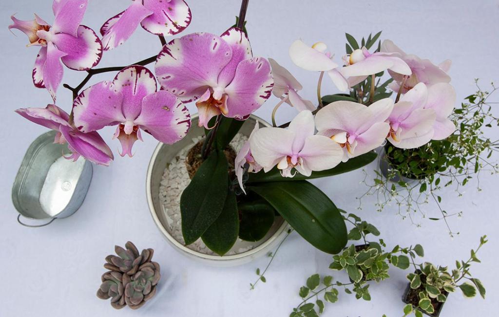 Орхидея в домашних условиях в воде. Орхидея символ чего. Орхидея значение цветка. Орхидея значение цветка в природе. Орхидея что символизирует этот цветок в доме.
