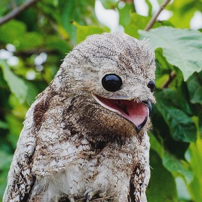 Забавные фото самой смешной птицы в мире - великикого Потоо