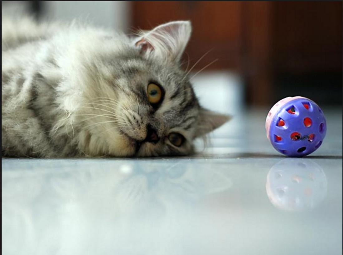 Its a ball. Cat playing with Ball. Кот играет с мячиком. Толстый кот и мячик. Толстый кот.