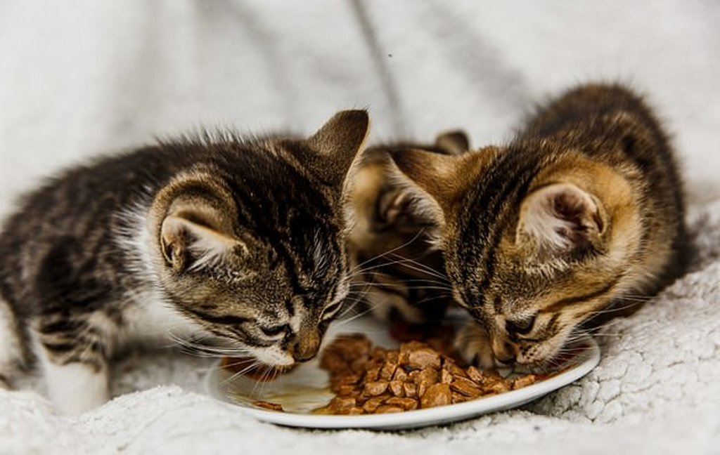 Once a cat. Кормление кошек. Кошка кормит котят. Кормить по одной крошке. Чем кормят кошки э маленькие кошки.