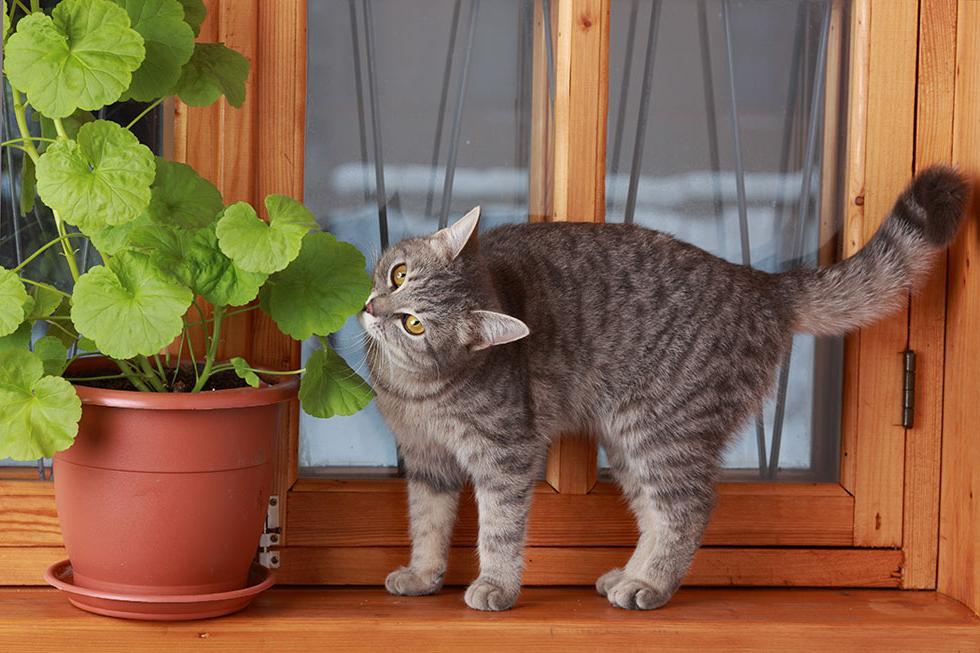 Котов в домашних условиях. Дом для кошки. Кошка дома. Кошка домашняя в доме. Кошки и комнатные растения.