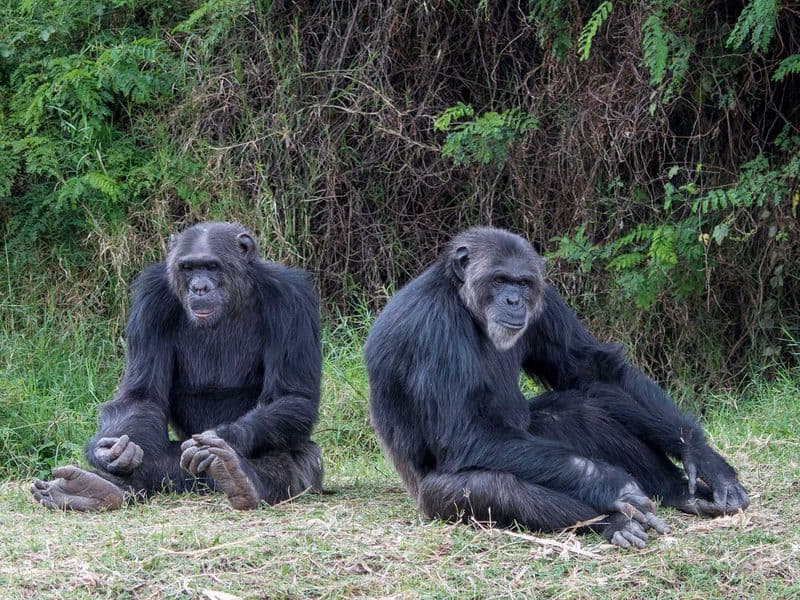 Самая человекообразная обезьяна. Бонобо обезьяна. Человекообразные обезьяны. Гибрид бонобо и шимпанзе. Бонобо заповедник.