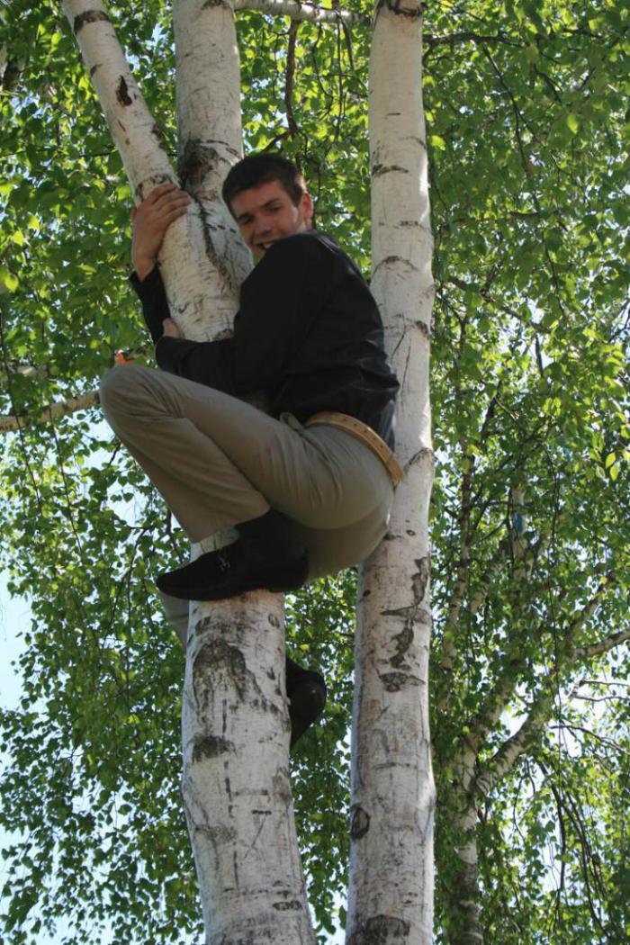 Взбирается по березке. Береза и человек. Мужчина залез на дерево. Мужчина лезет на дерево.
