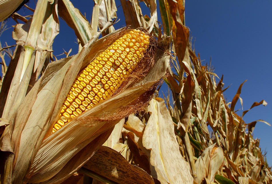 Кукуруза сбор урожая. Кукурузный початок. Урожай кукурузы. Кукурузное поле. Поле кукурузы с початками.