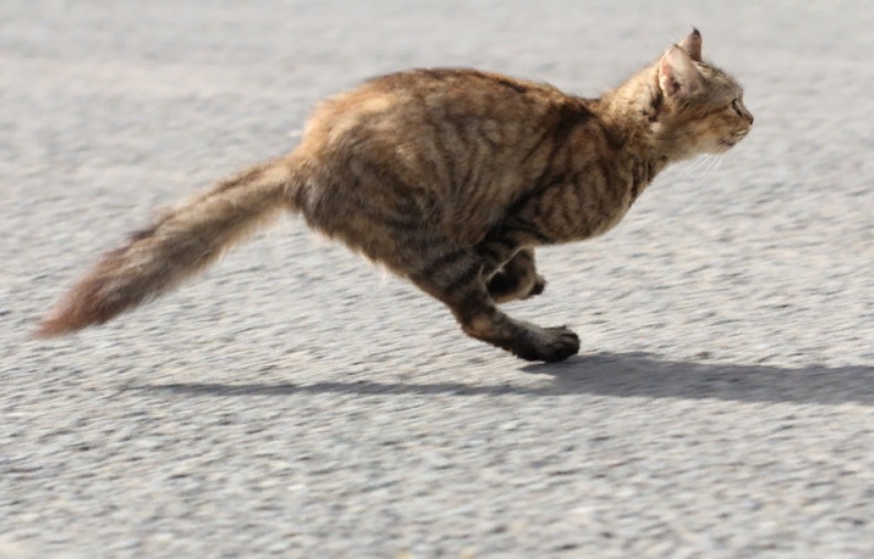 Включи кот бегать. Кот бежит. Кошка бегает. Кошка в прыжке. Кот мчится.
