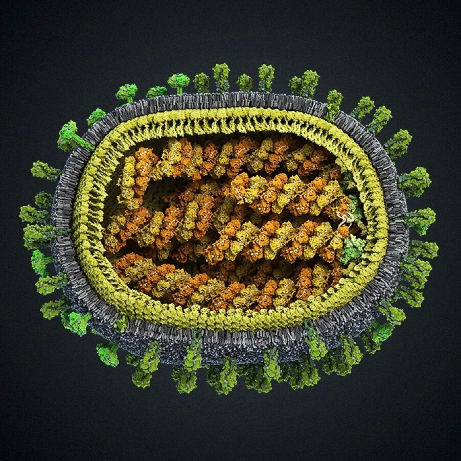 Геном гриппа. Испанка грипп модель вируса. Вирион вируса гриппа. Изображение вируса гриппа. Вирус гриппа под микроскопом.