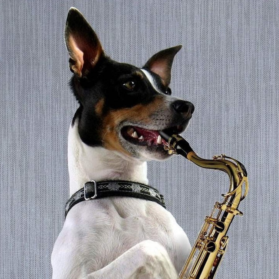 Пение животных. Собака с музыкальным инструментом. Собака поет. Животные музыканты. Собака с саксофоном.