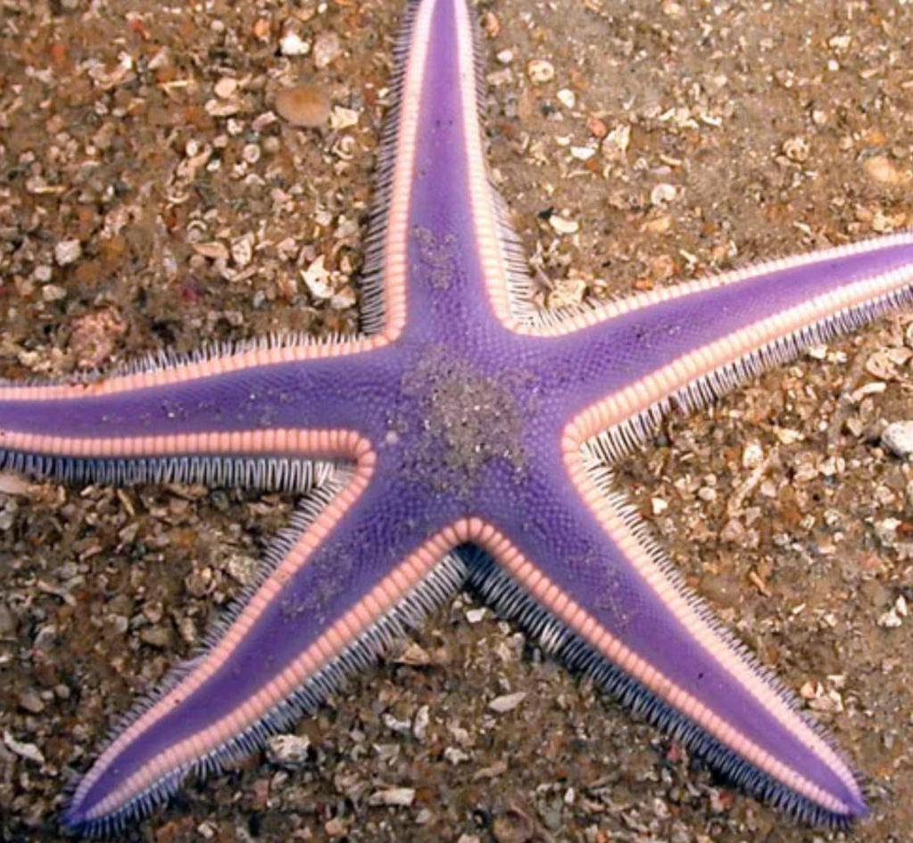 Фиолетовая морская звезда. Пятиконечная морская звезда. Морская звезда снизу. Морская звезда Midgardia Xandaros..