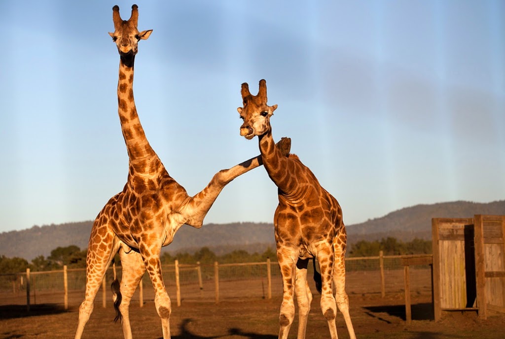 жирафы природа общение.