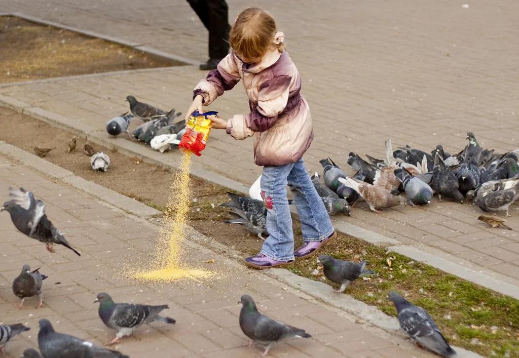 Почему кормят голубей. Кормить голубей. Люди кормят голубей. Дети голубей. Бездомные птицы.