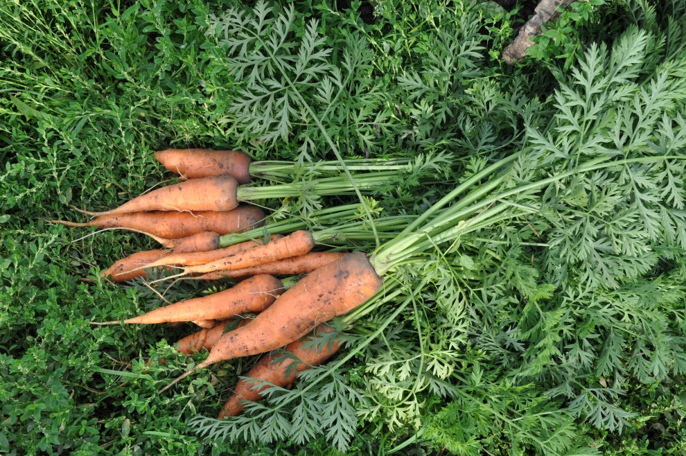 Любит ли морковь. Морковь с ботвой. Ботва моркови закудрявилась. Морковная ботва. Ботва моркови кудрявится.