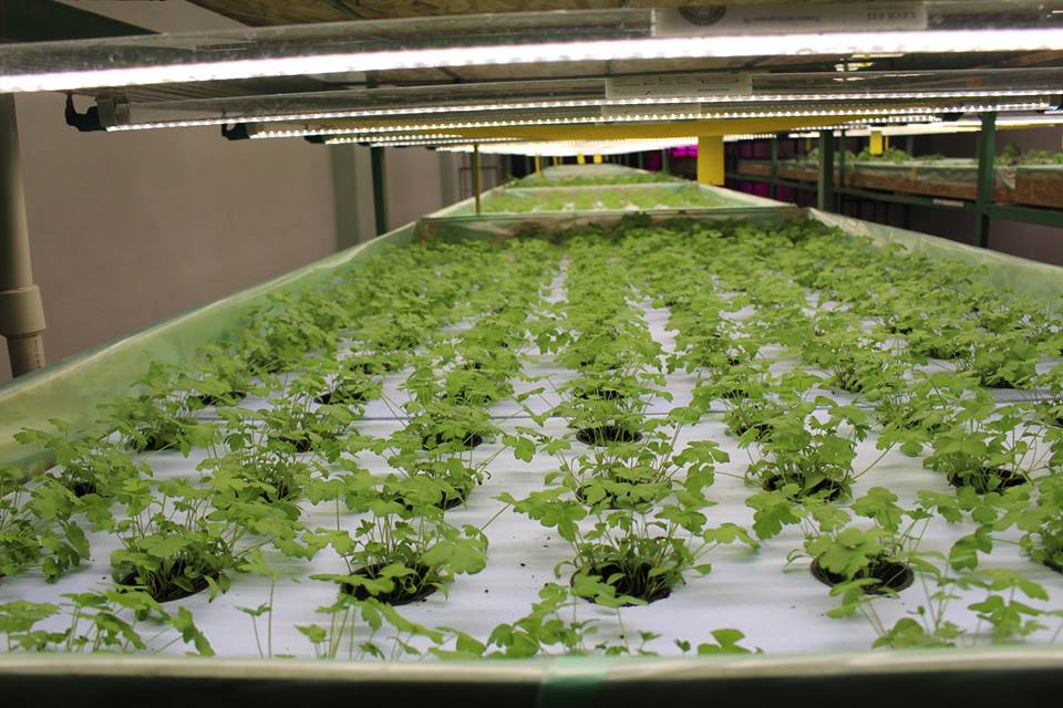 Выращивание салата на гидропонике из семян эффект марихуаны