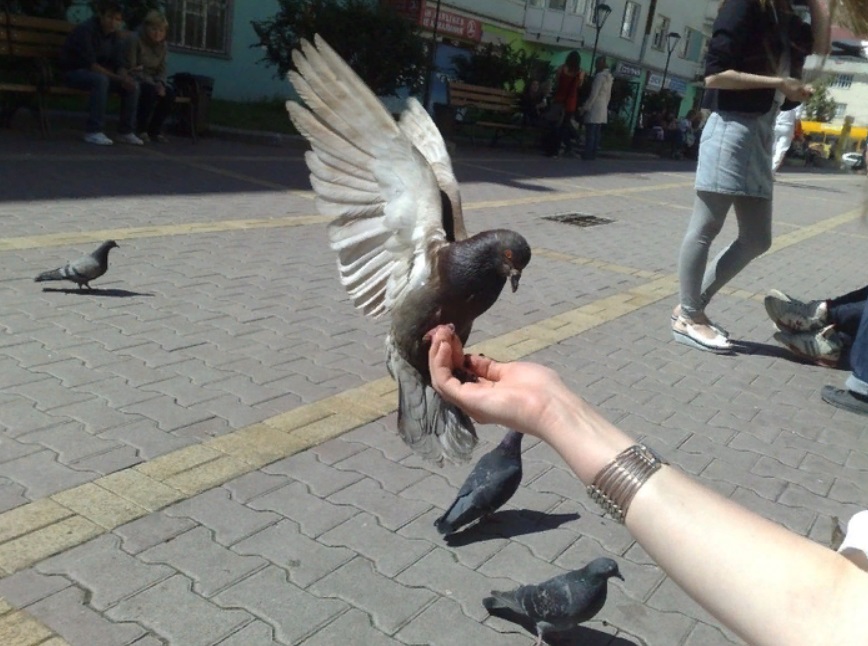 Почему кормят голубей. Голубь в руках. Кормление голубей. Голуби на площади. Кормление голубей с рук.