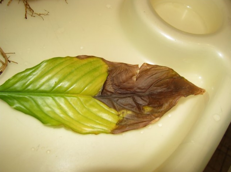 Спатифиллум кончики листьев чернеют и сохнут. Септориоз спатифиллум. Спатифиллум хлороз. Спатифиллум сохнут кончики листьев. Гоммоз спатифиллума.