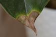 Почему сохнут кончики листьев у комнатных растений