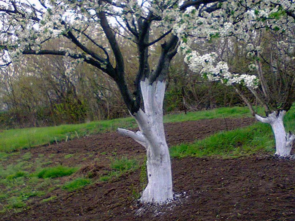 Покраска деревьев весной