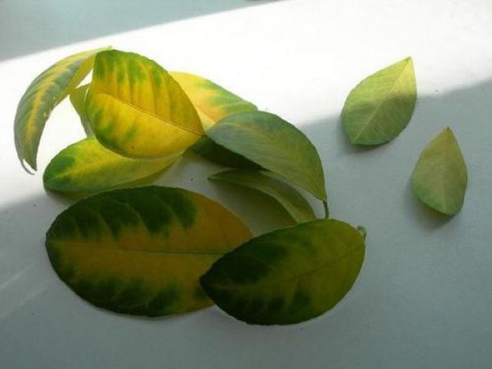Что делать листьями мандарина