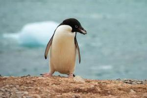 В Новой Зеландии нашли полярного пингвина: все думают, он приплыл случайно