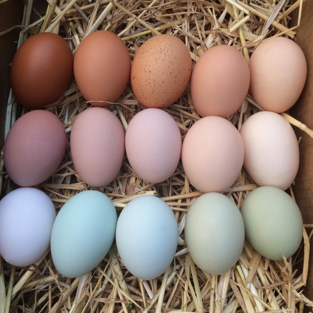 Яйца окрас. Амераукана яйца. Куры Араукана яйца. Амераукана куры голубые яйца. Яйцо Легбар инкубационное.