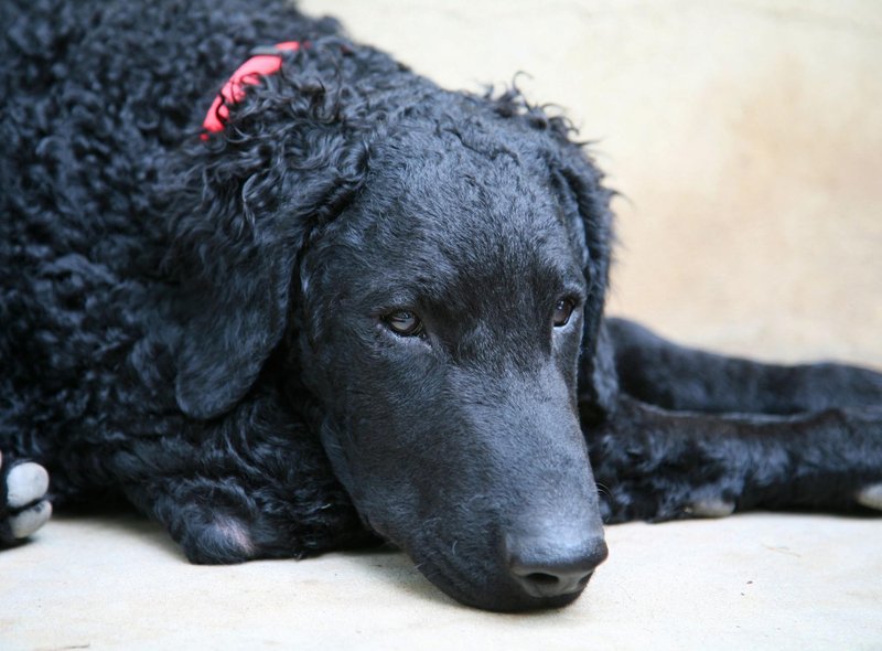 Встречаются редко: 10 пород собак - некоторые под угрозой исчезновения