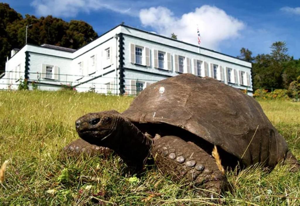 Рассказ старая черепаха. 190 Летняя черепаха Джонатан. Черепаха Джонатан 1832 года рождения. Самая древняя черепаха в мире. Самая большая черепаха в мире.