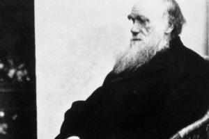 Поможет разгадать загадку Дарвина: ученые обнаружили древнейший цветочный бутон