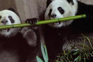 Почему гигантские панды при "бамбуковой" диете остаются пухлыми, но при этом вполне здоровыми