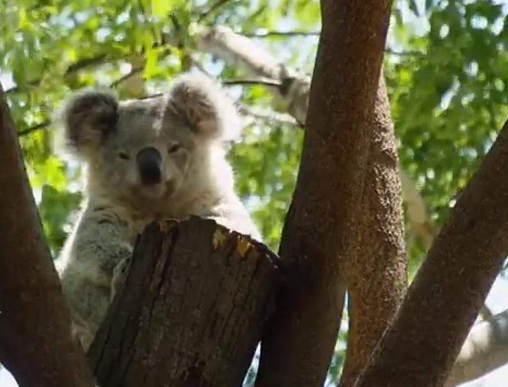 Коала остров. Коалы не виноваты. Вино Австралия с коалой. Koala - Australia (2000).