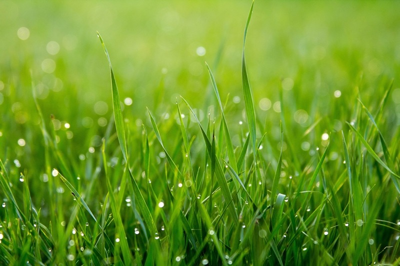 Надоела газонная трава на даче — что можно посадить вместо нее?