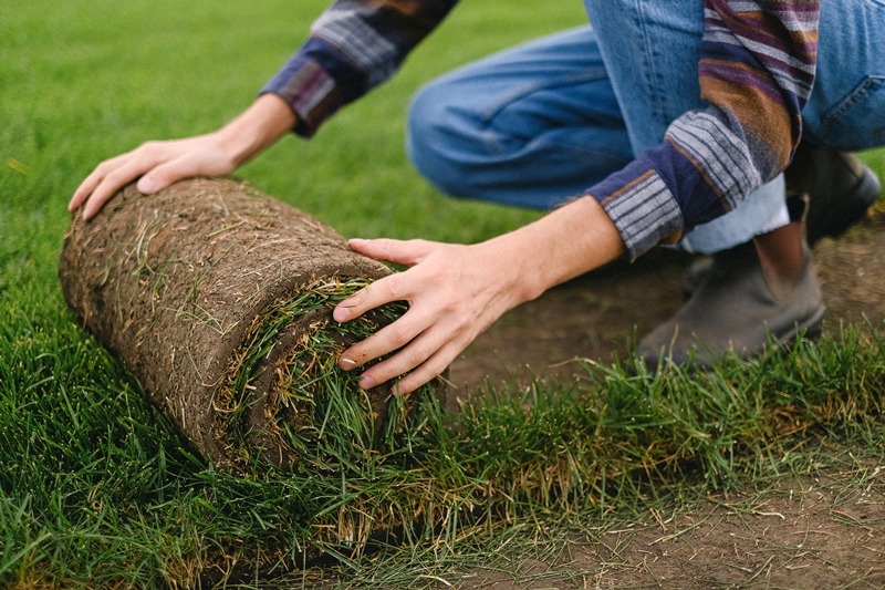 Надоела газонная трава на даче — что можно посадить вместо нее?